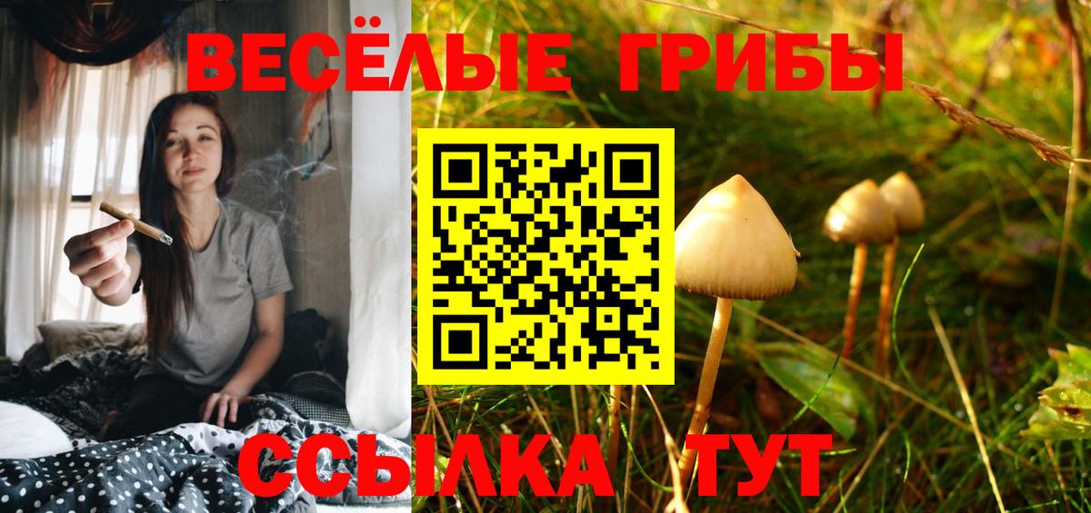 Псилоцибиновые грибы Psilocybine cubensis Гудермес
